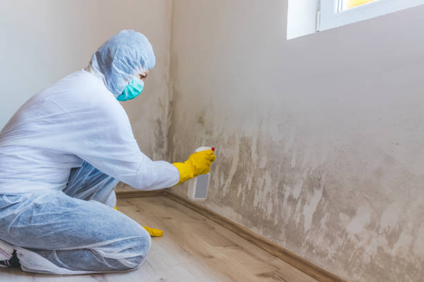 Licensed Basement Mold Remediation service in Monroe Township, NJ - Mold Remediation HQ